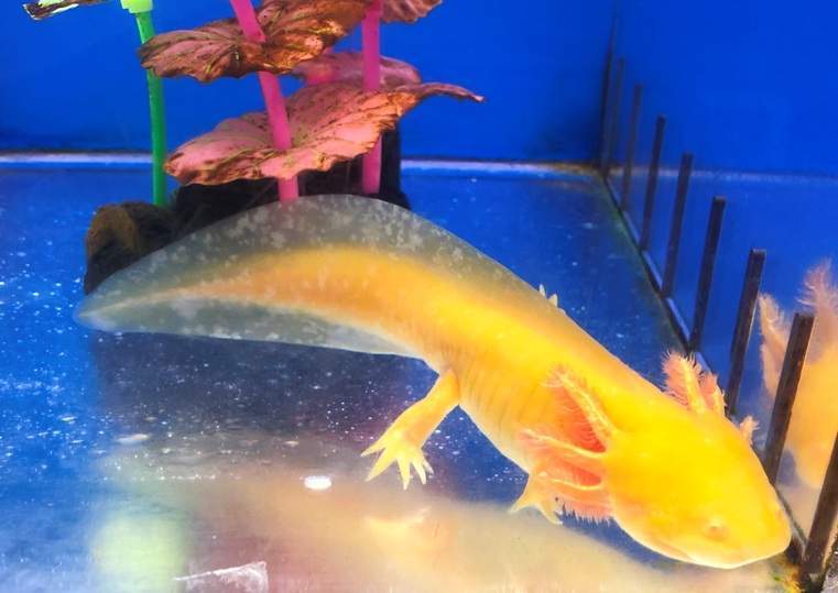 Golden Axolotl