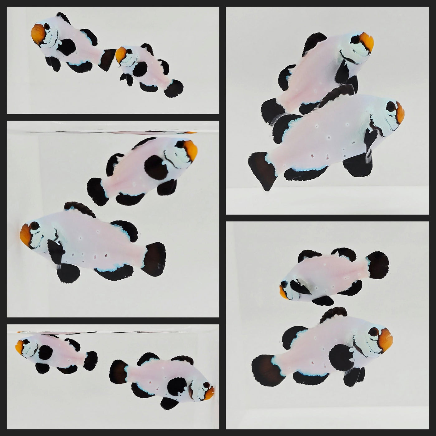 Clownfish Bonded Pair Absolute Zero