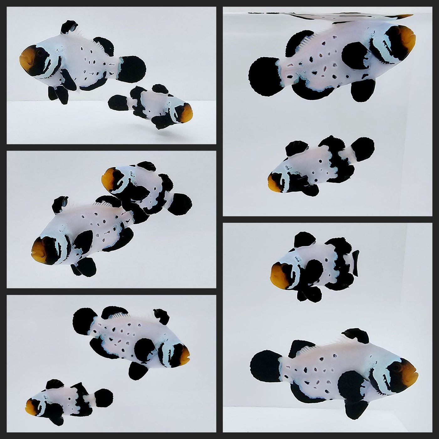 Clownfish Bonded Pair Absolute Zero