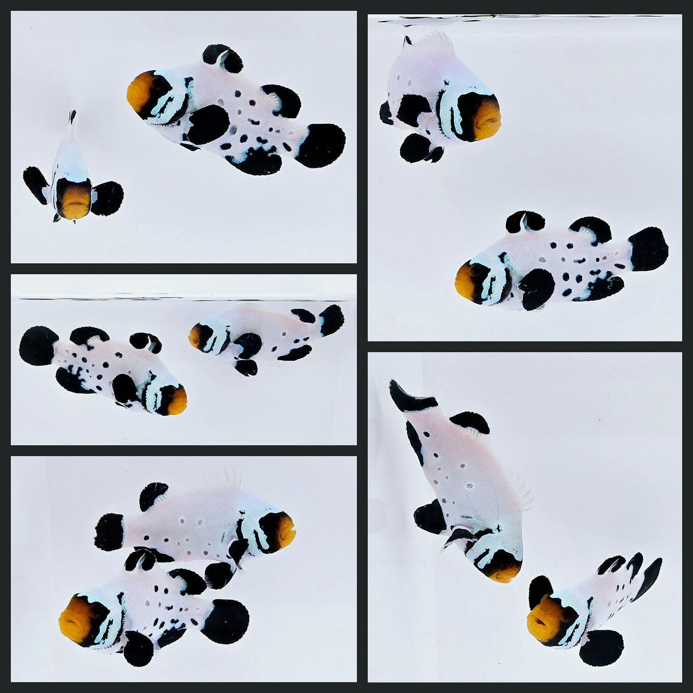 Clownfish Bonded Pair Absolute Zero