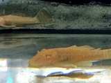 Albino Bristlenose Pleco Catfish