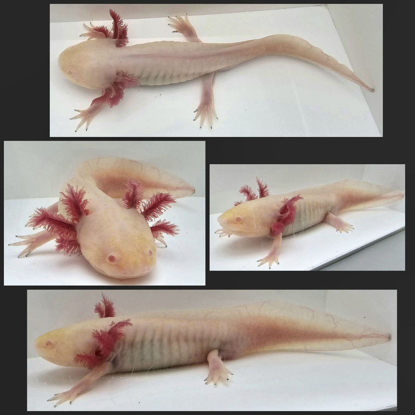 Albino-Golden Mix Axolotl