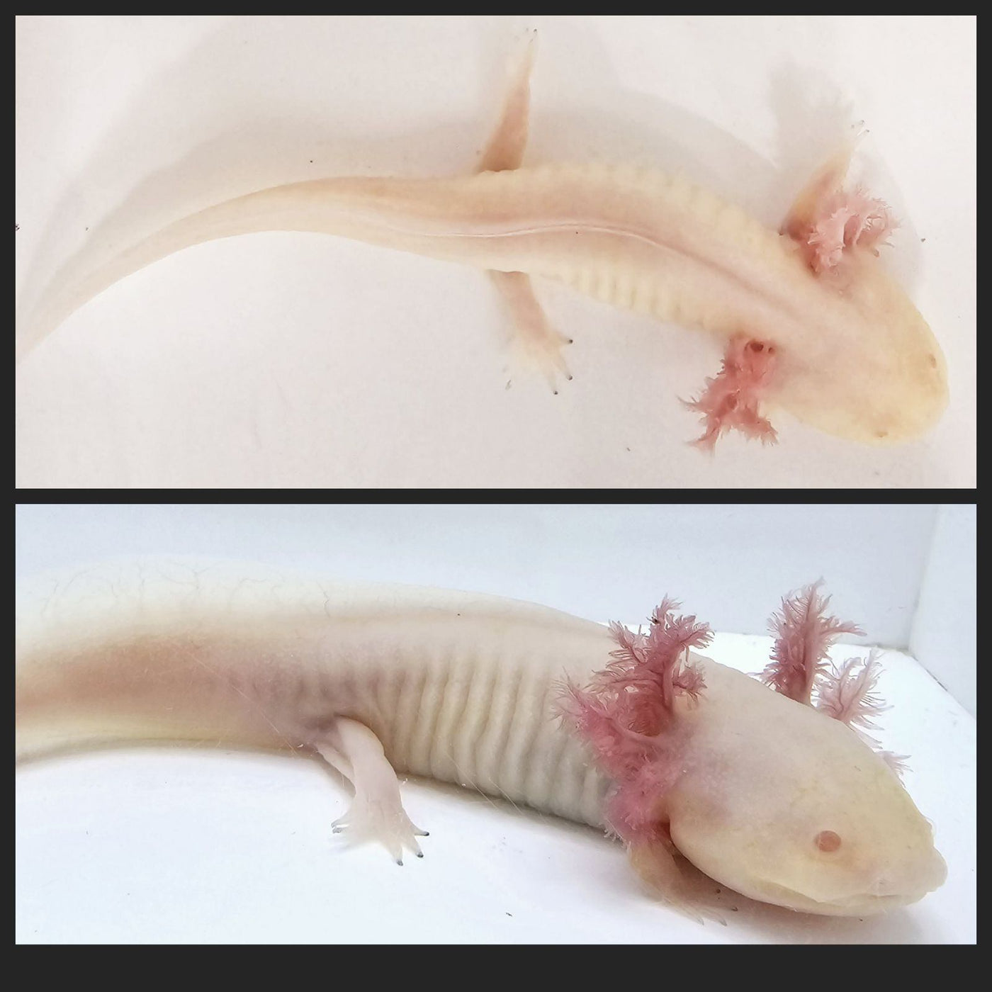 Albino Axolotl