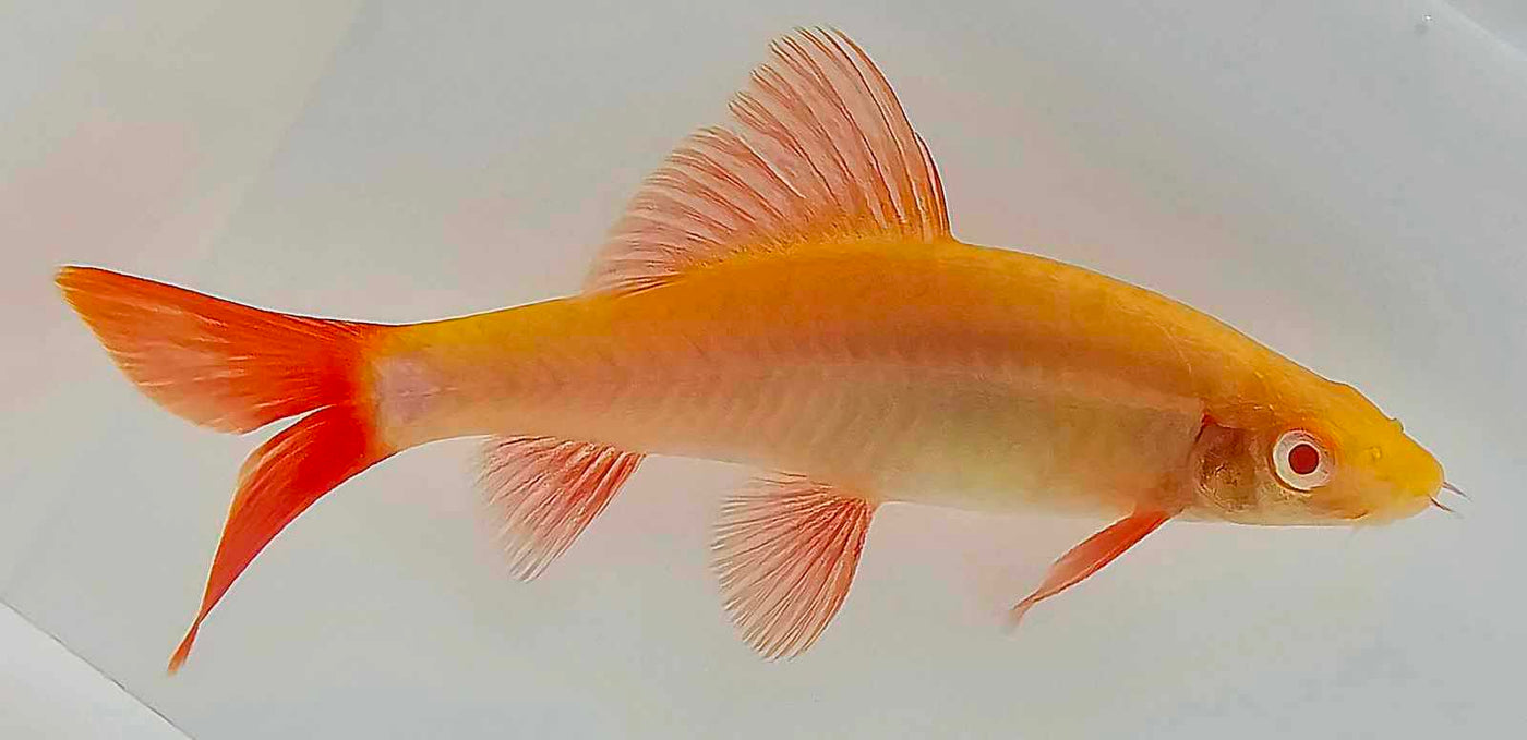 Albino Rainbow Shark