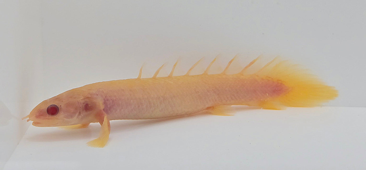 Albino Senegal Bichir