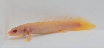 Albino Senegal Bichir