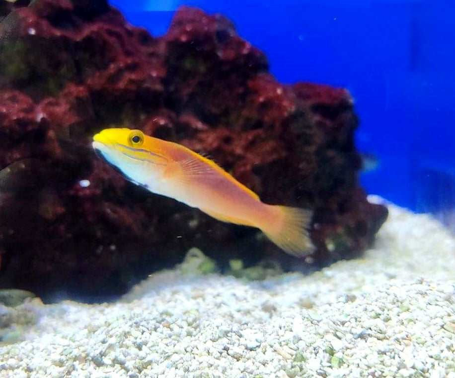 Bella Sleeper Goby