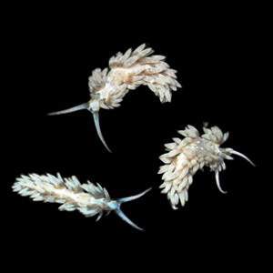 Berghia Nudibranches