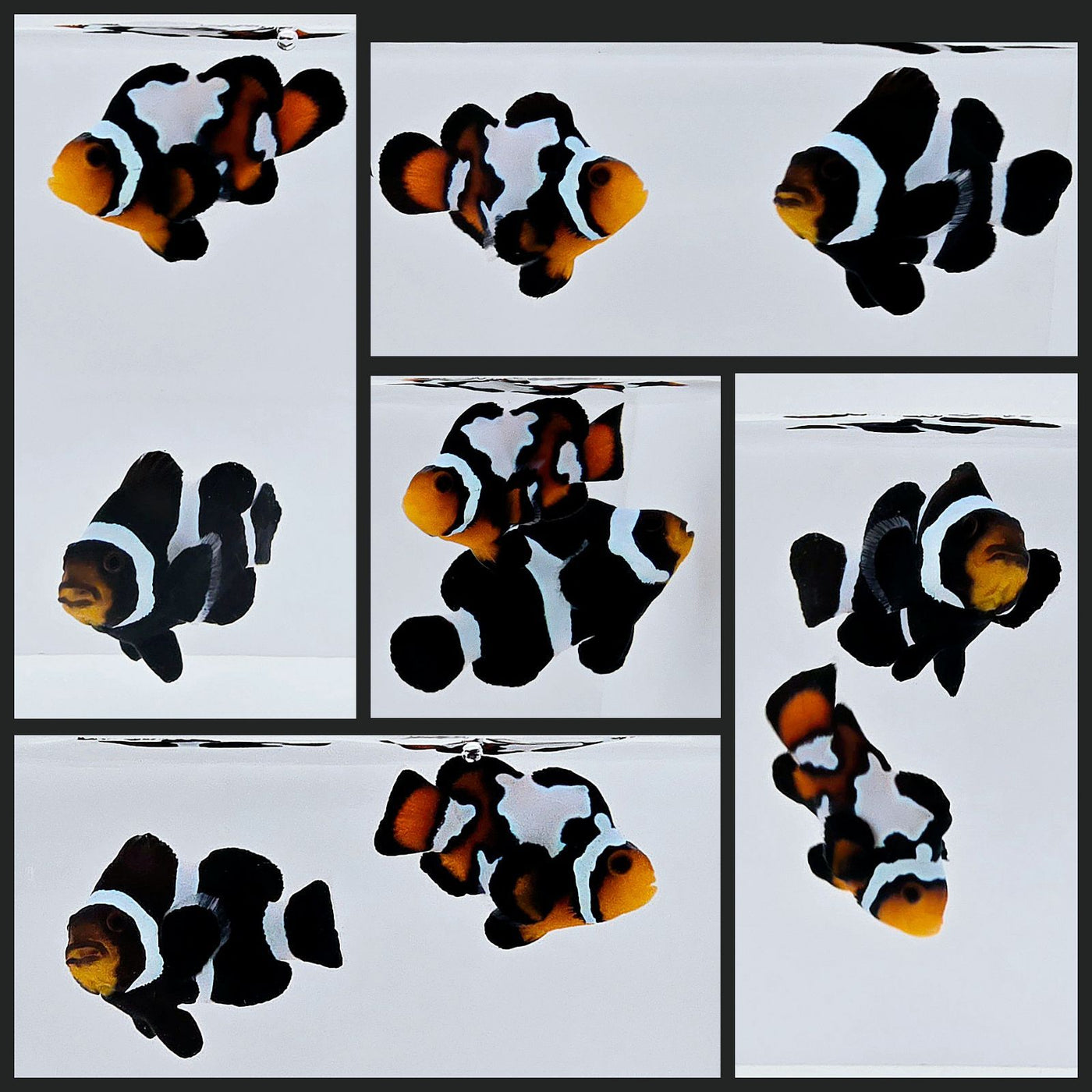 Clownfish Bonded Pair Black/Blacker Ice Stubby