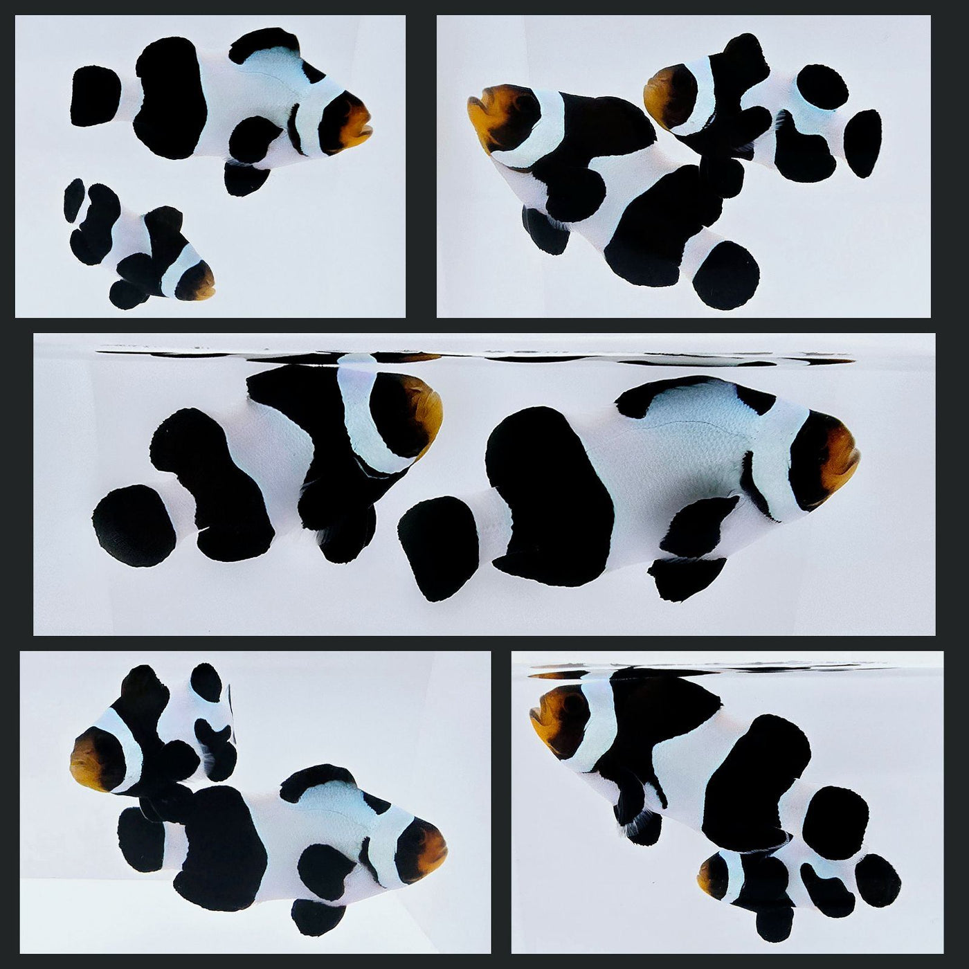 Clownfish Bonded Pair Black DaVinci