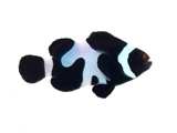 Clownfish Black DaVinci