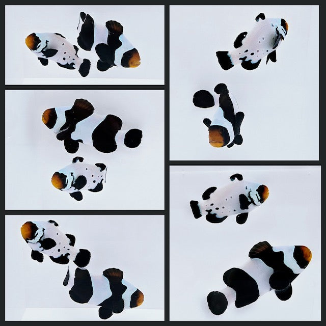 Clownfish Bonded Pair Black DaVinci Semi/Absolute Zero