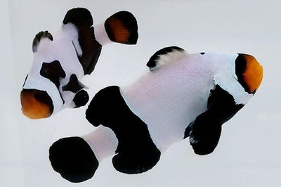 Clownfish Black DaVinci Smudgy