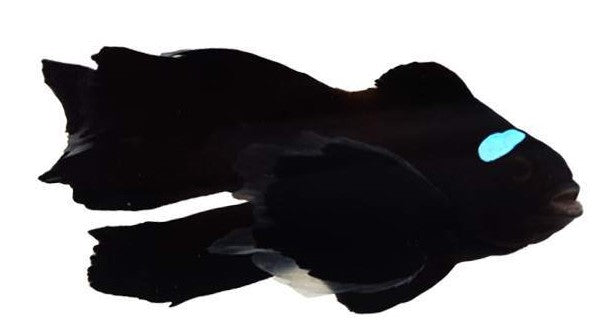 Clownfish Black Domino Roundtail Longfin