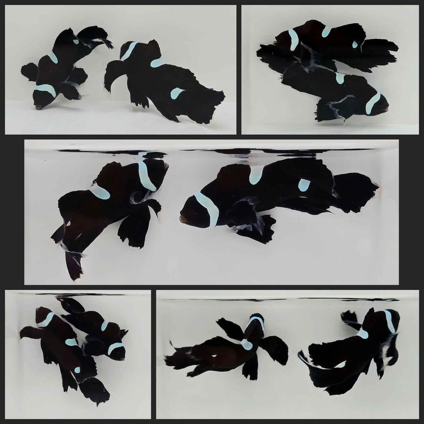 Clownfish Bonded Pair Black Extreme Misbar Roundtail Longfin