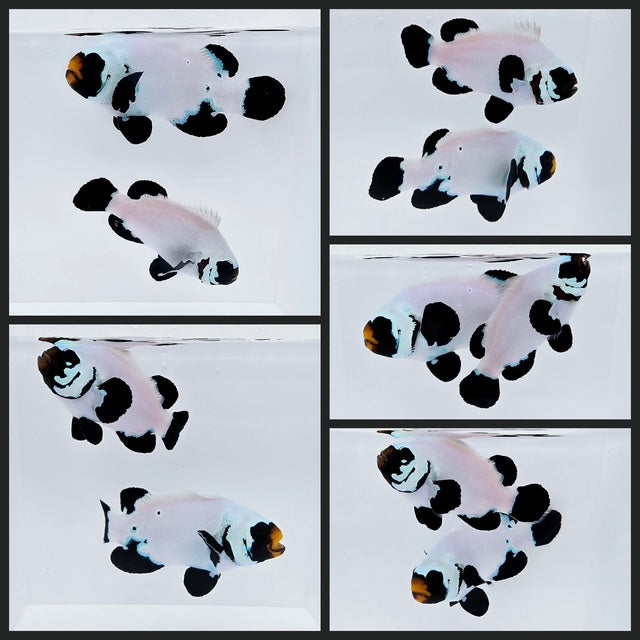 Clownfish Bonded Pair Black Frostbite