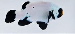 Clownfish Black Frostbite