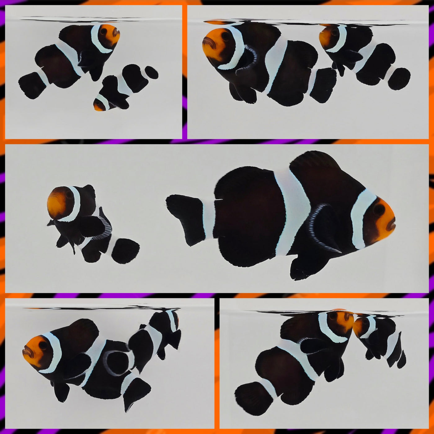 Clownfish Bonded Pair Jack O Lantern Black