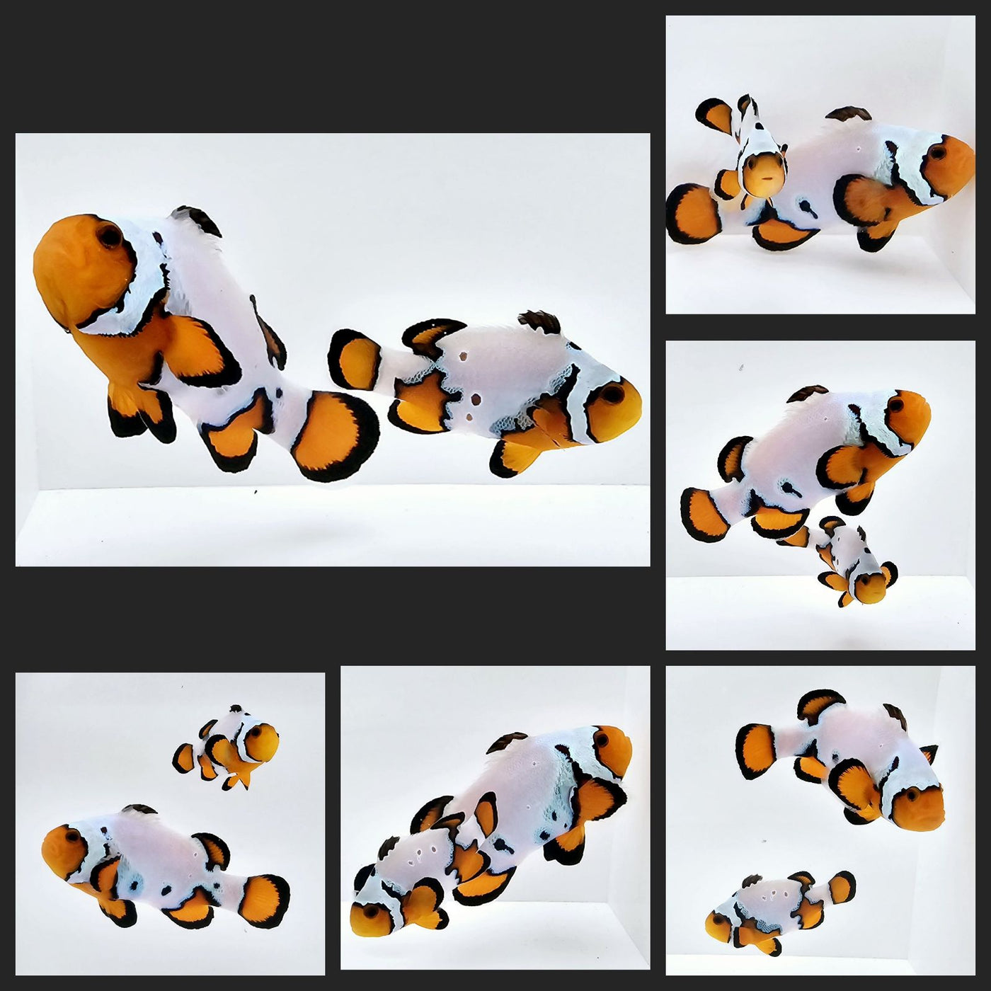Clownfish Bonded Pair Black Ice Extreme / Special