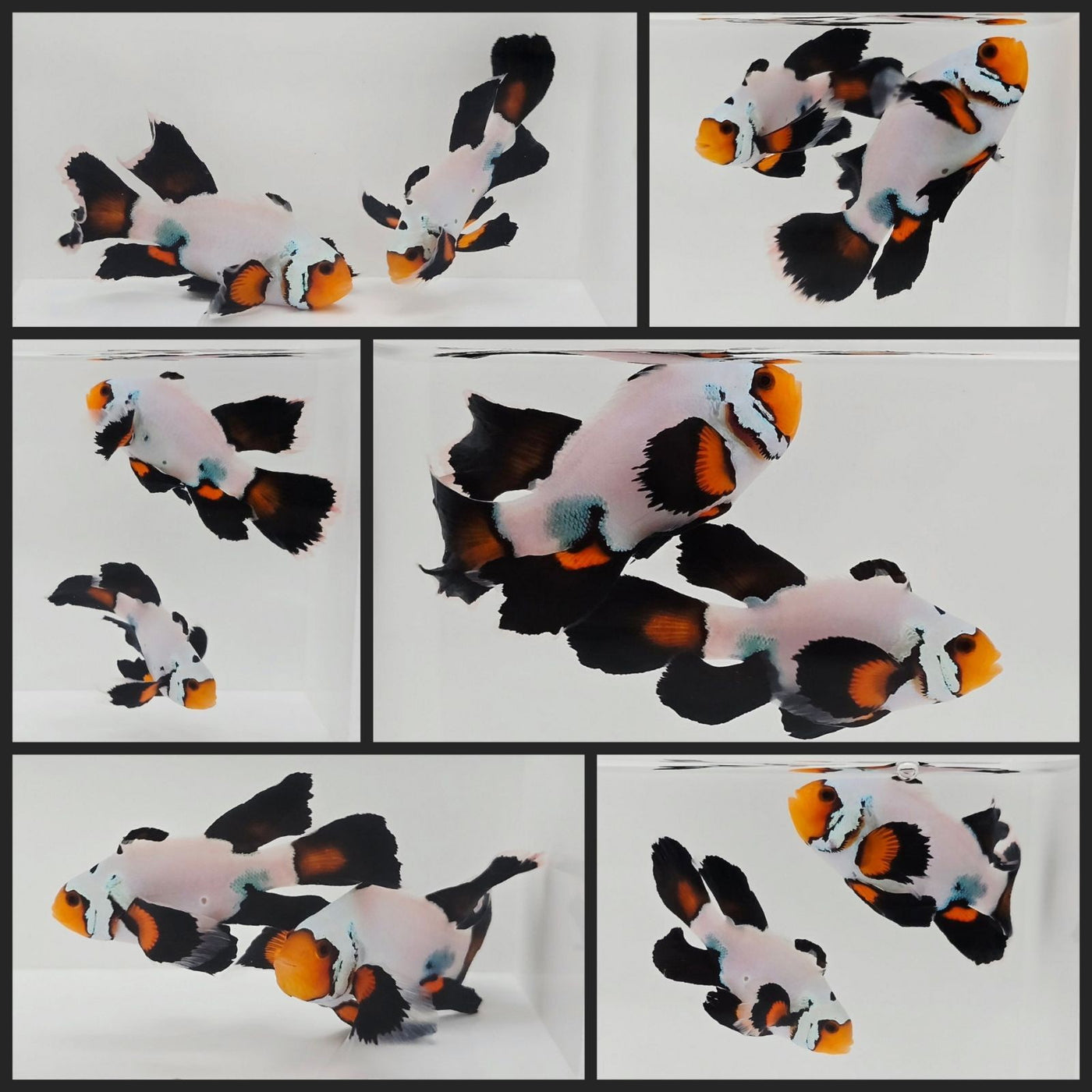 Clownfish Bonded Pair Black Ice Special Roundtail Longfin