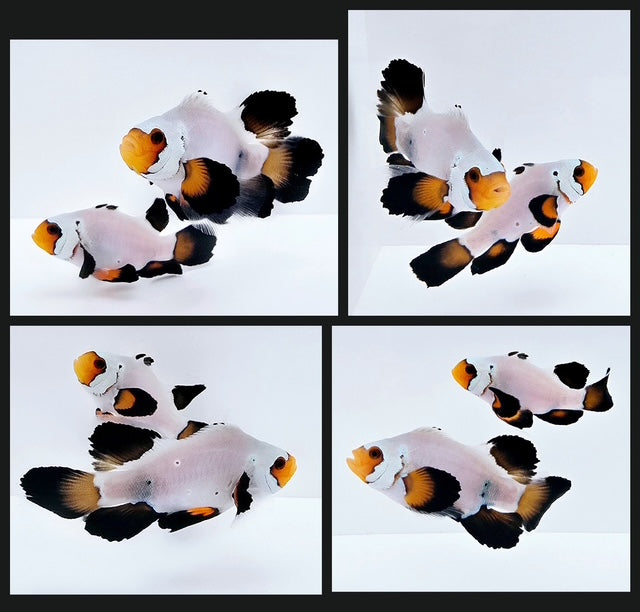 Clownfish Bonded Pair Black Ice Special Roundtail Longfin