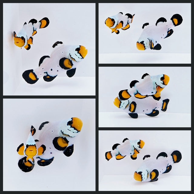 Clownfish Bonded Pair Black Ice Special