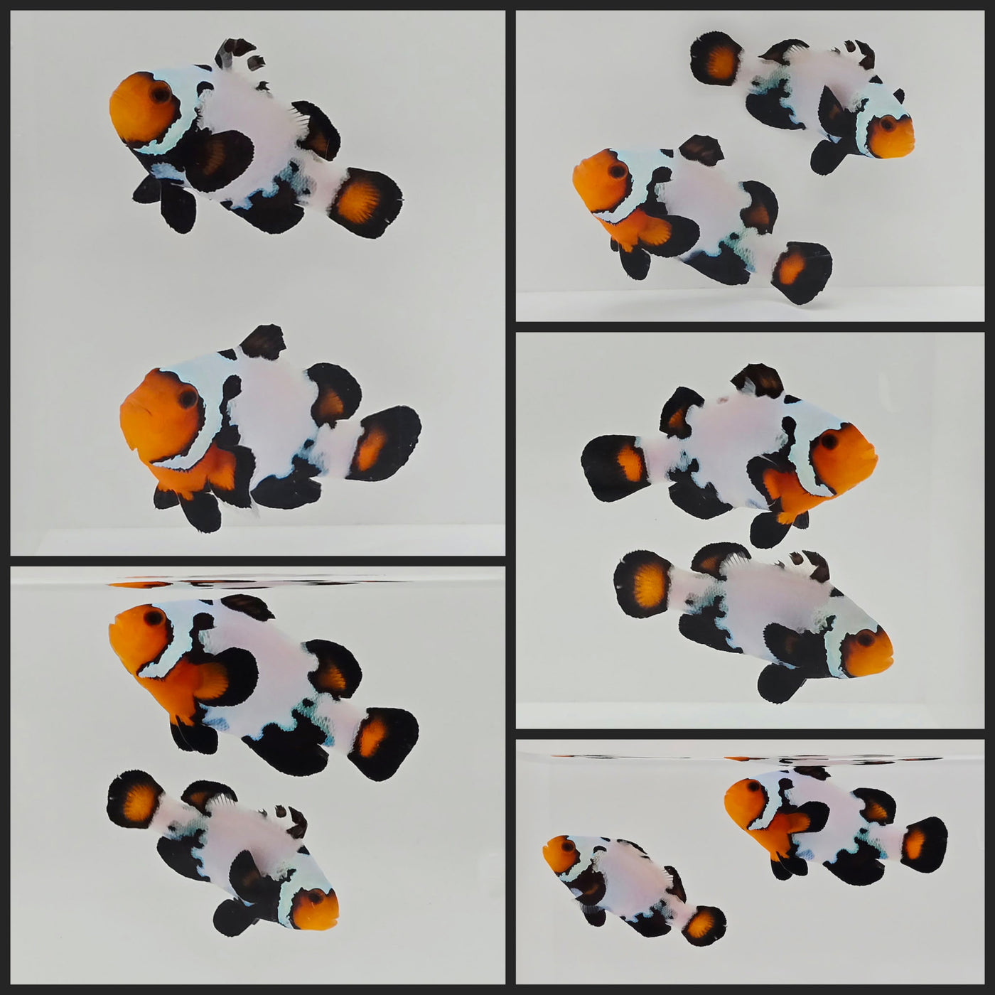 Clownfish Bonded Pair Black Ice Special
