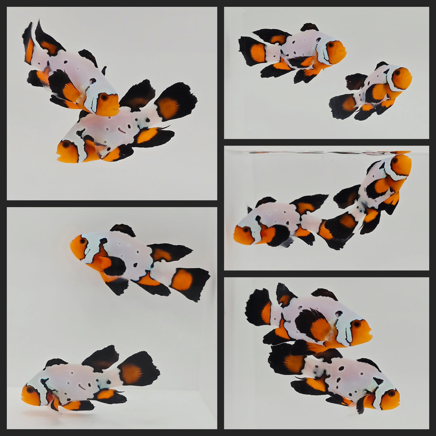 Clownfish Bonded Pair Black Ice Special