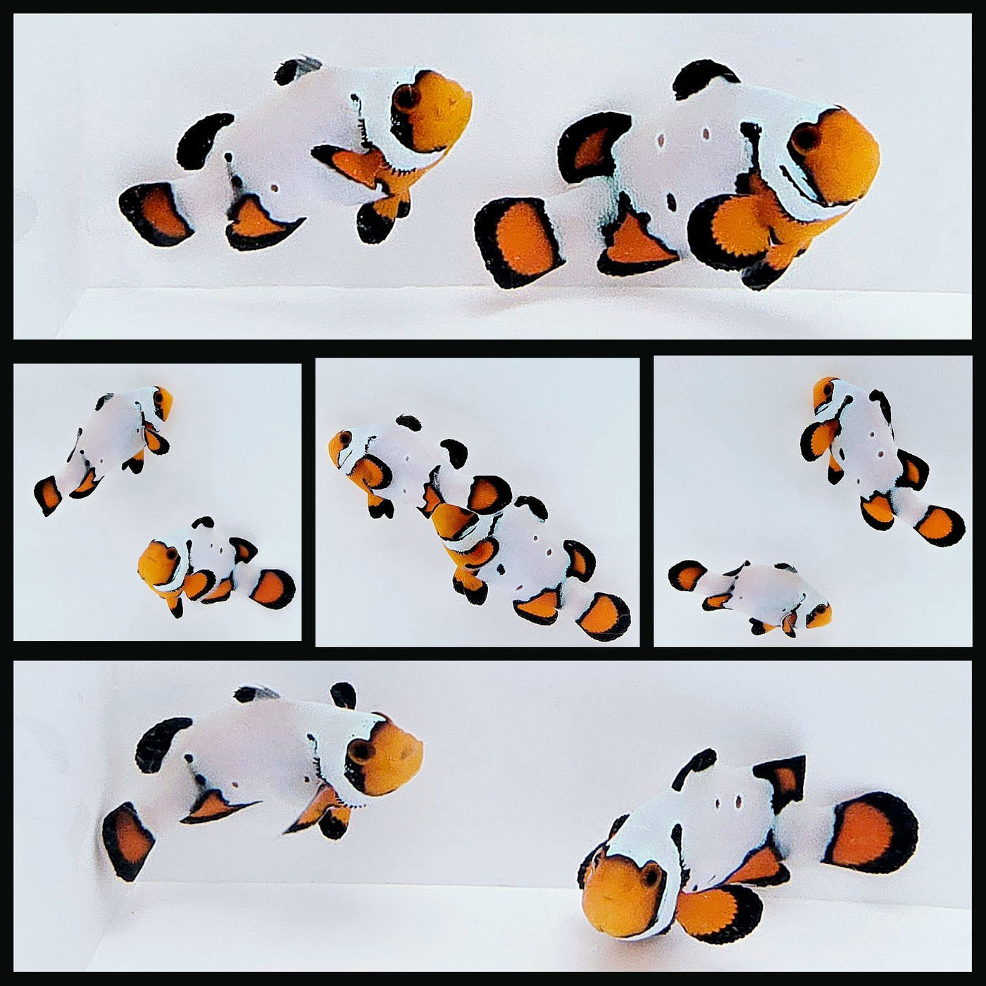 Clownfish Bonded Pair Black Ice Special