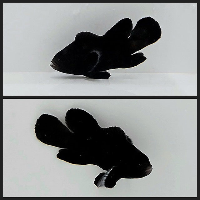 Clownfish Black Midnight Roundtail Longfin