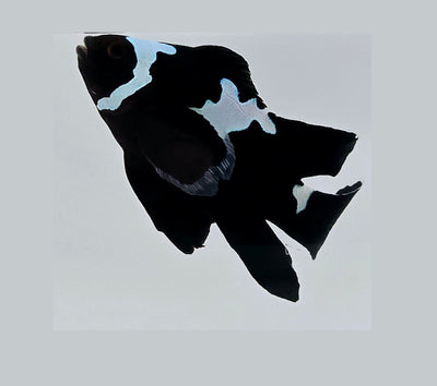 Clownfish Black Midnight Lightning Roundtail Longfin