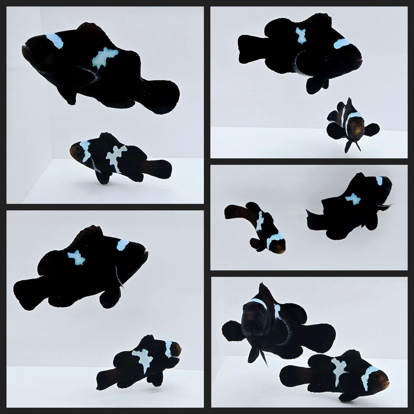 Clownfish Bonded Pair Black Midnight Lightning
