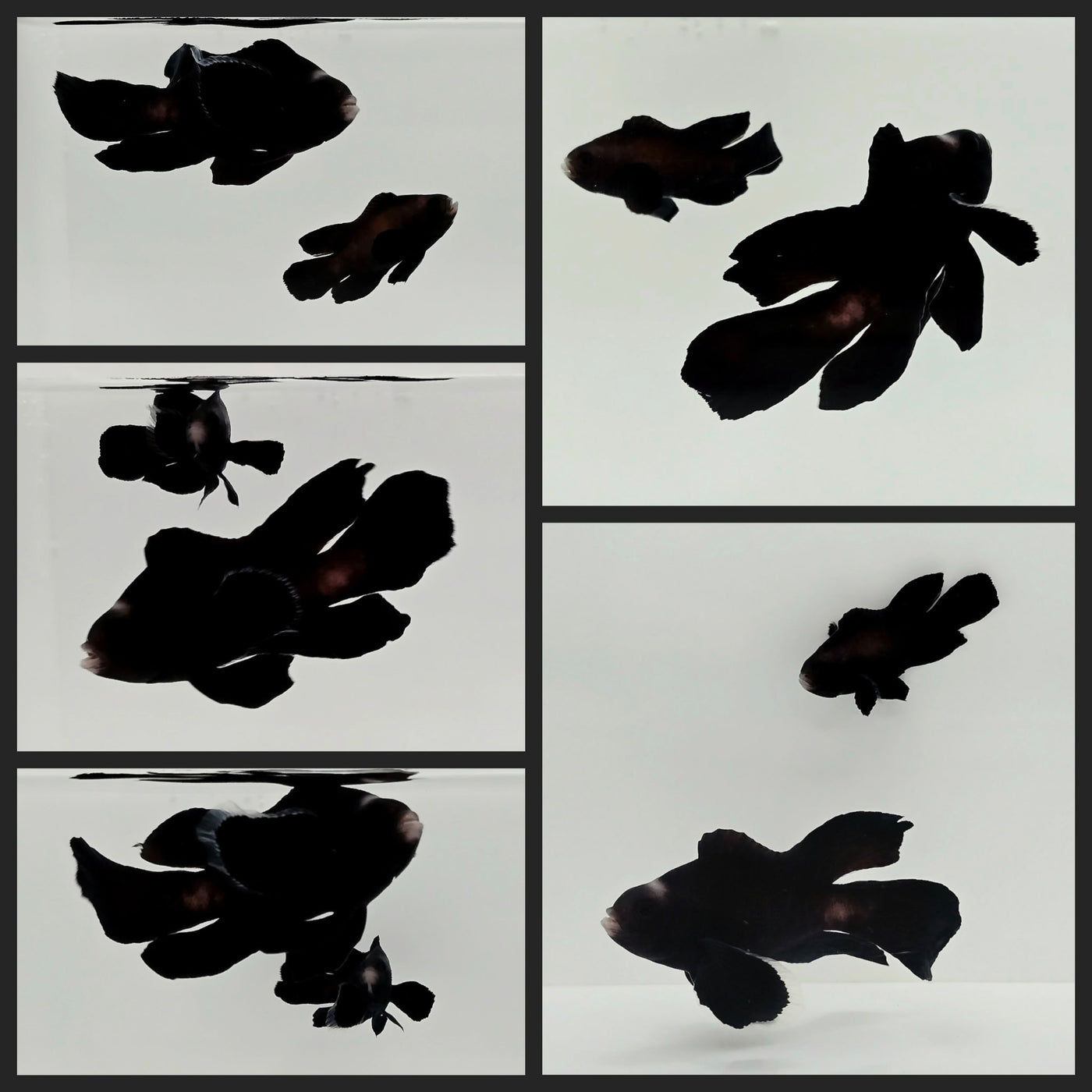 Clownfish Bonded Pair Black Midnight Roundtail Longfin