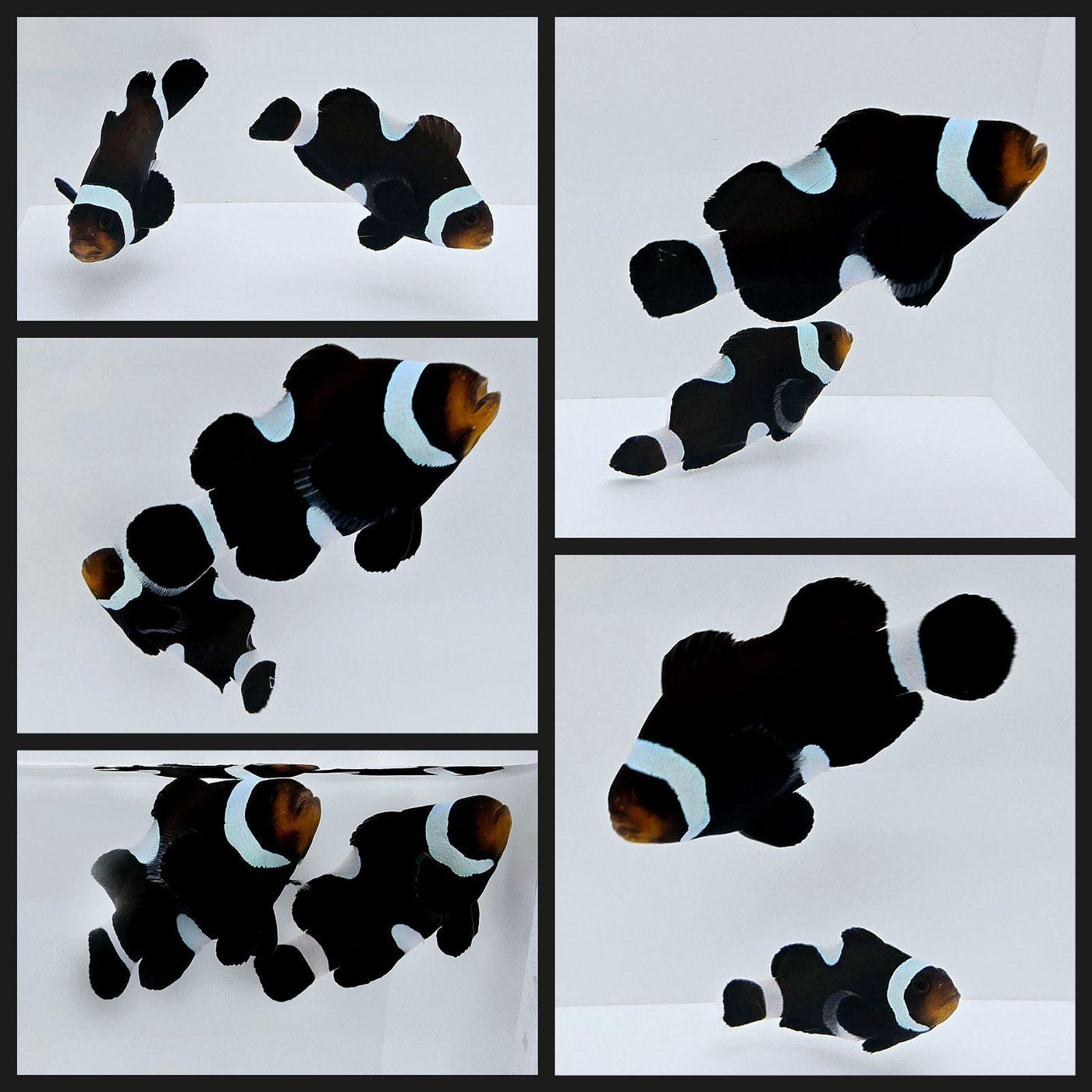 Clownfish Bonded Pair Black Misbar