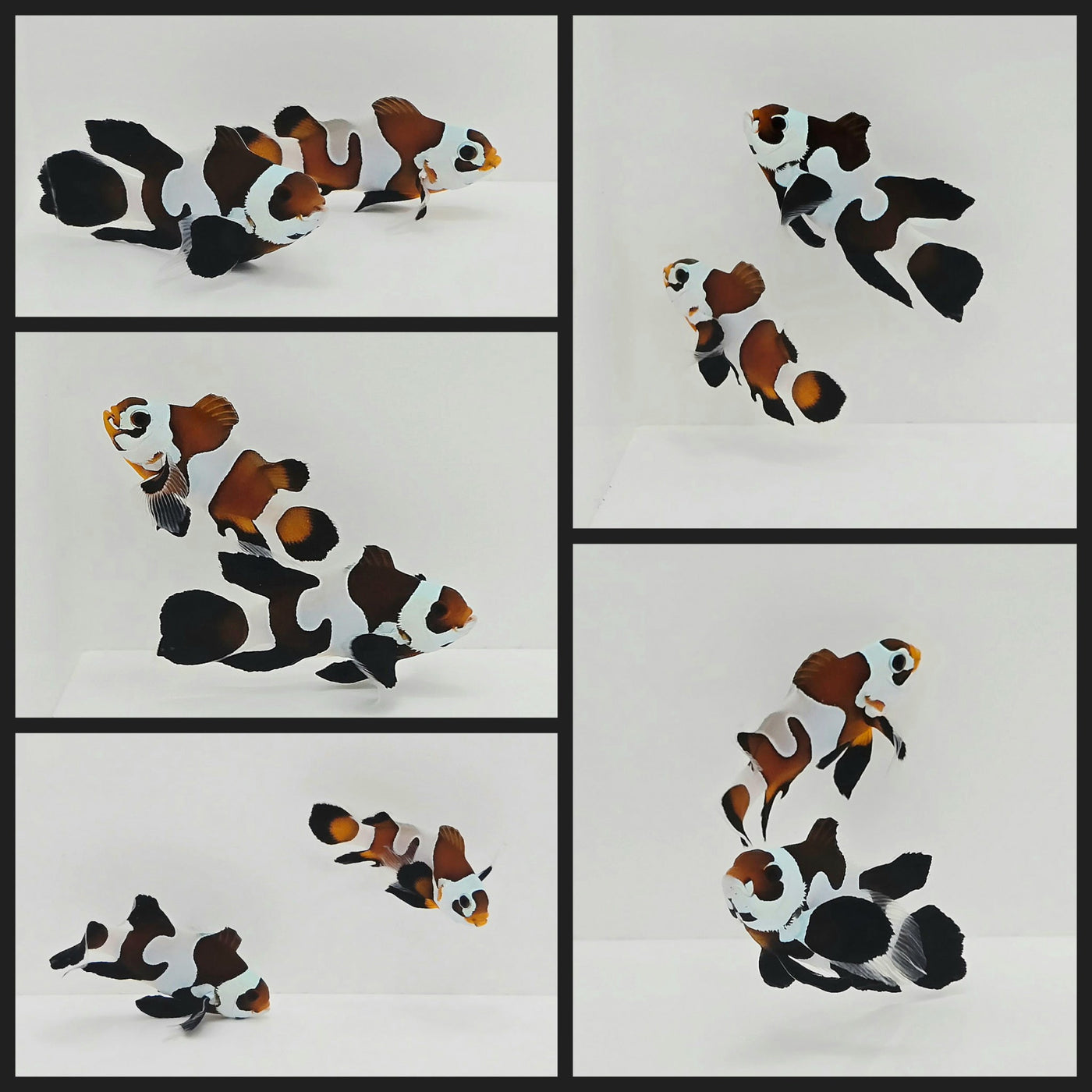 Longfin Mocha Storm Clownfish main image 0