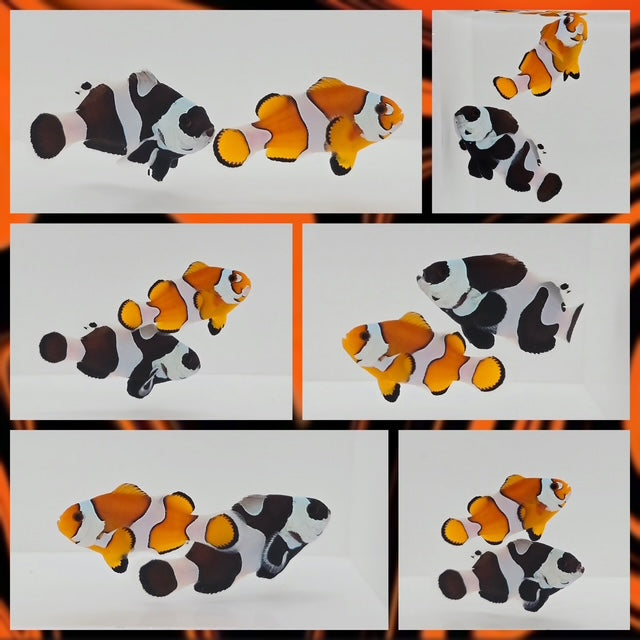 Clownfish Bonded Pair Shadow & Flame Black/Orange Storm Semi