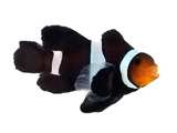 Clownfish Black Roundtail Longfin