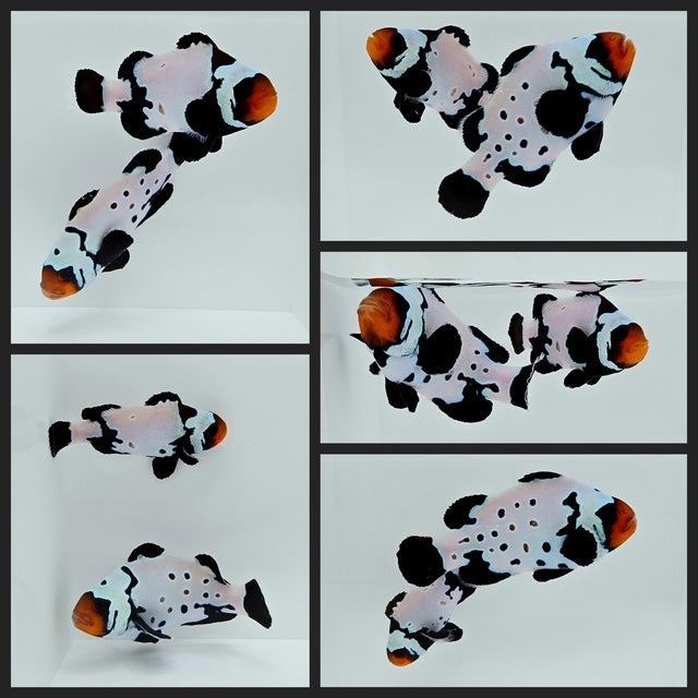 Clownfish Bonded Pair Black Snowflake/Black Snowflake Special w/ Bulletholes