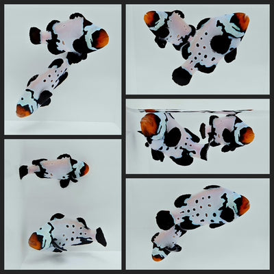 Clownfish Bonded Pair Black Snowflake/Black Snowflake Special w/ Bulletholes