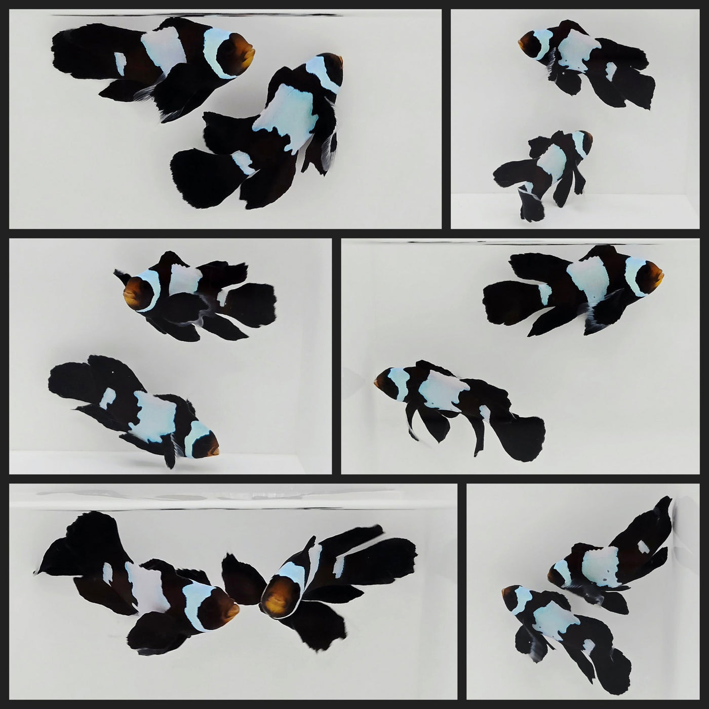 Clownfish Bonded Pair Black Snowflake Roundtail Longfin