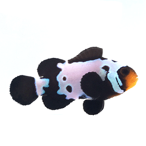 Clownfish Black Snowflake w/ Bulletholes