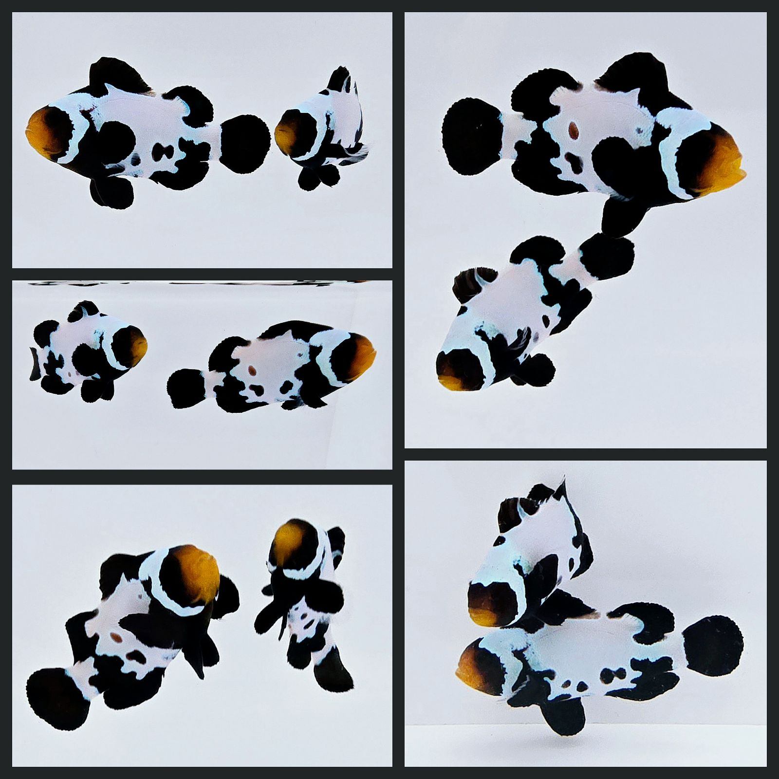Clownfish Bonded Pair Black Snowflake with Bulletholes – www ...