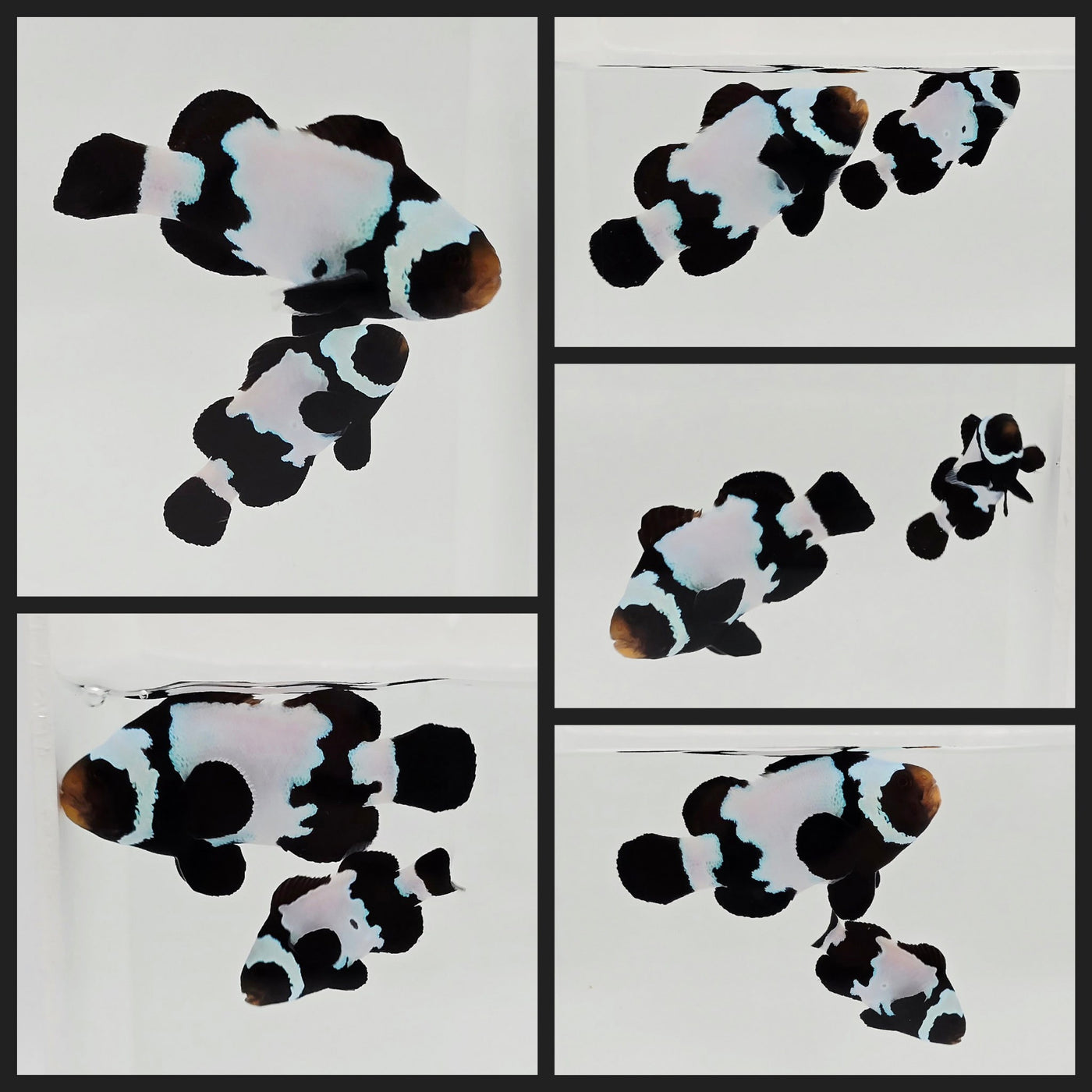 Clownfish Bonded Pair Black Snowflake