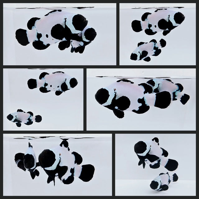 Clownfish Bonded Pair Black Snowflake Extreme