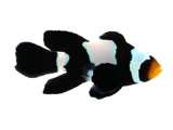 Clownfish Black Snowflake Roundtail Longfin