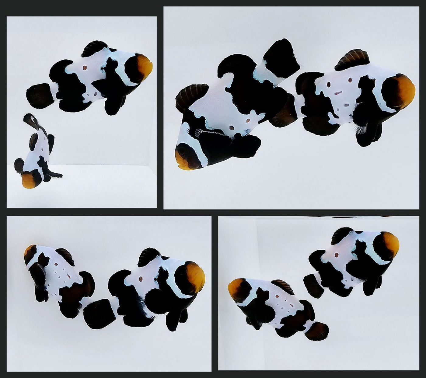 Clownfish Bonded Pair Black Snowflake w/ Bulletholes