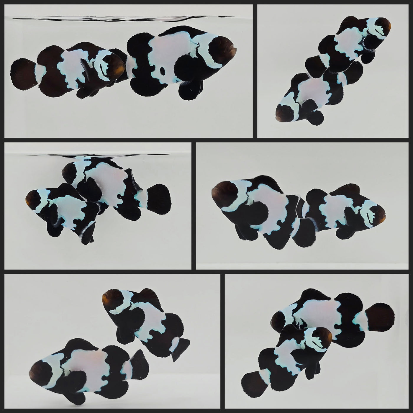 Clownfish Bonded Pair Black Snowflake