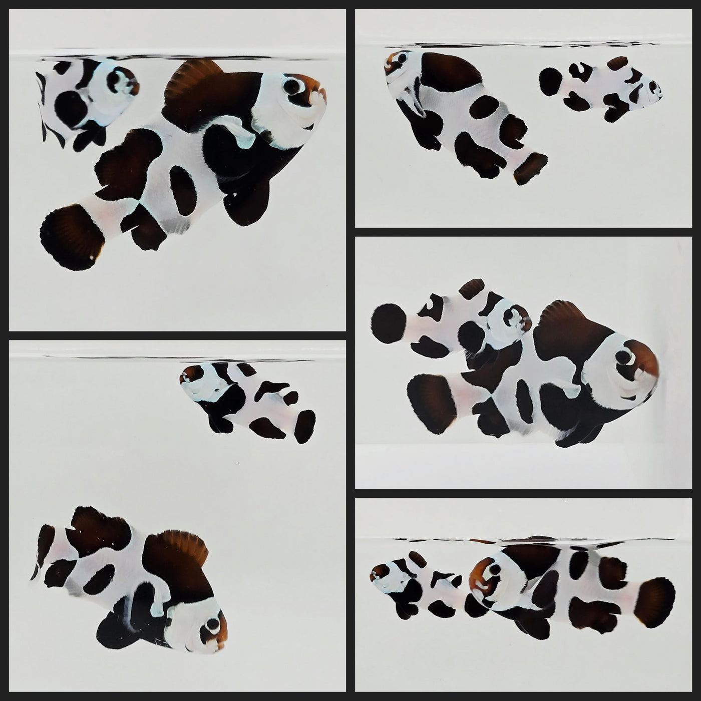 Clownfish Bonded Pair Black Storm