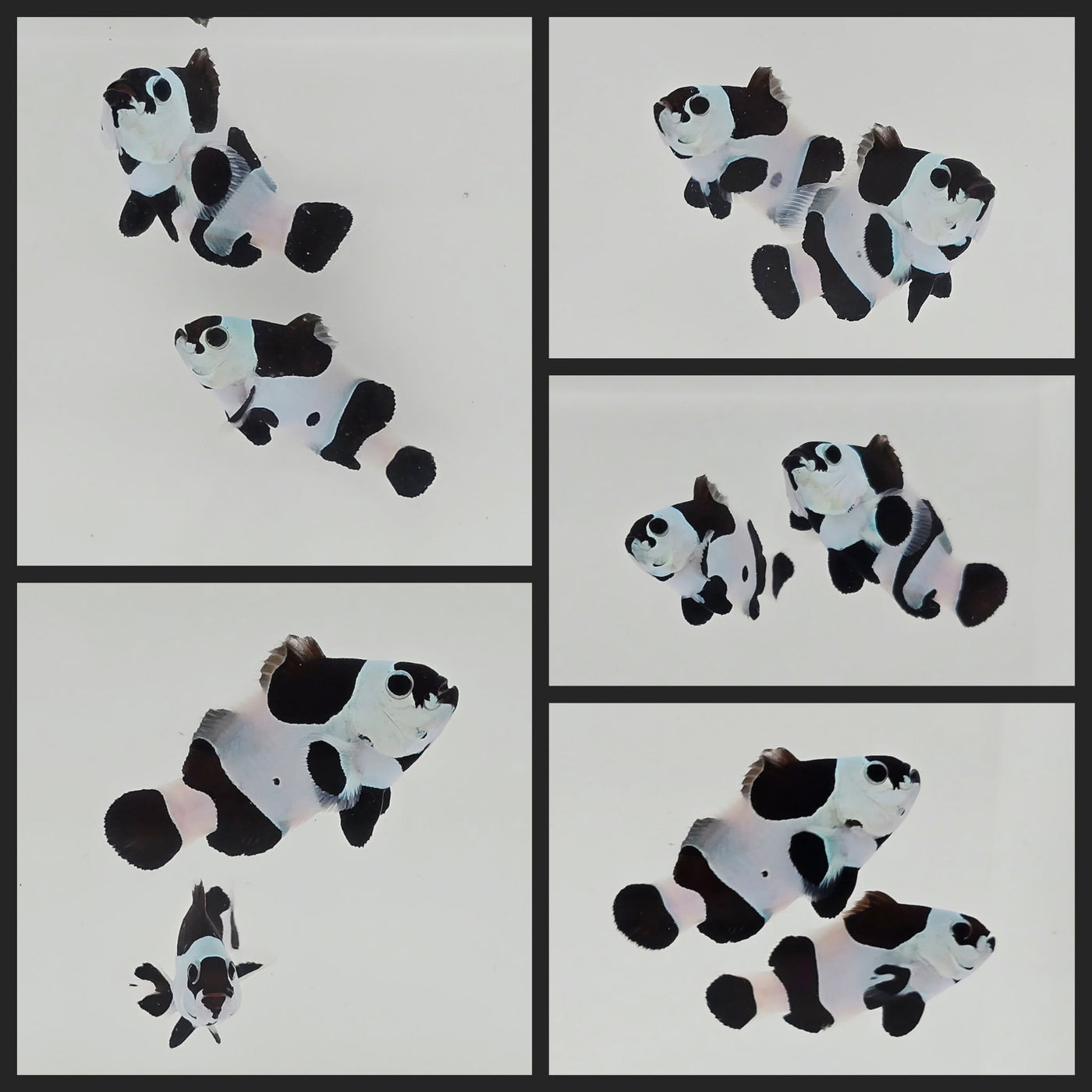 Clownfish Bonded Pair Black Storm