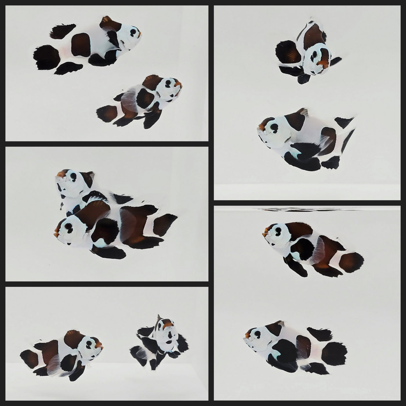 Clownfish Bonded Pair Black Storm Roundtail Longfin